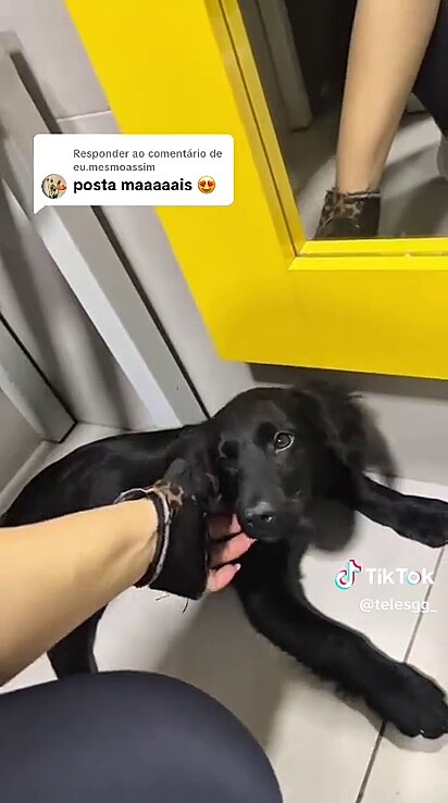 A mulher não esperava ir treinar e voltar para casa com um pet.