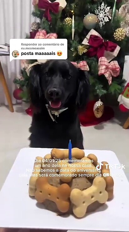 Ela já completou um ano na família.