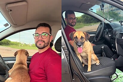 Não quero mais viver essa vida: Cachorrinha caramelo decide que casal deve que adotá-la, se joga dentro de carro e o melhor acontece 