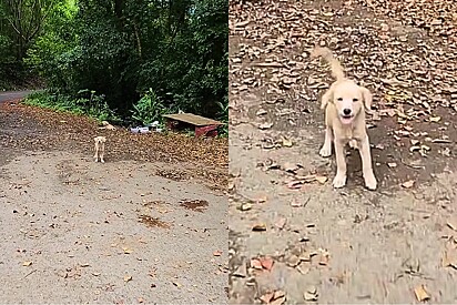 Enquanto dirigia por estrada rural, mulher vê filhote gritando para que o ajudassem a socorrer seu bem mais precioso.