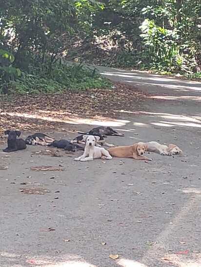 A missão do Santuário é transformar vidas e garantir a cada animal a chance de um futuro com respeito e amor.