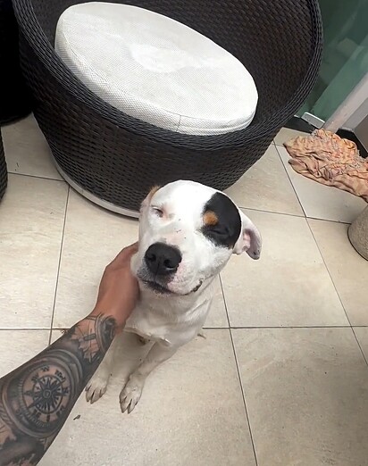 David adotou o cachorrinho que atropelou.