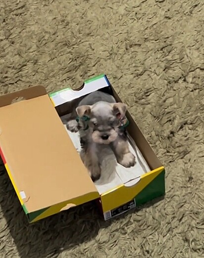 Batista, um filhote de schnauzer.
