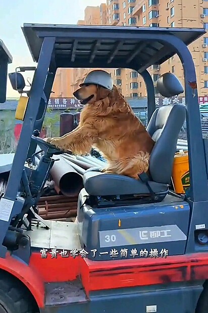 O golden retriever operando uma máquina da loja de materiais de construção.