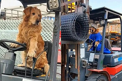 Em loja de materiais de construção, golden retriever que queria ser útil surpreende com talento especial.