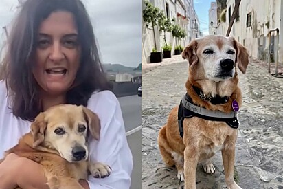 Conheça Brisa, Vira-lata caramelo resgatada na beira da estrada que ganhou aposentadoria na Europa e vive o melhor da vida 