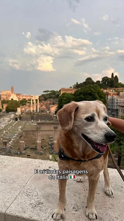 A cachorrinha está vivendo a vida que merece.