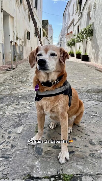 Brisa foi resgatada as ruas do Brasil para passear pelas ruas da Espanha.