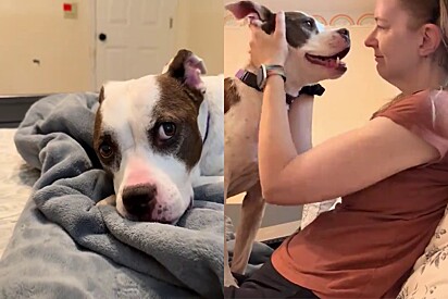 Cãozinho é consolado após futuro adotante desistir de adotá-lo quando descobrir detalhe sobre sua saúde