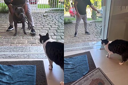 Se loco, não compensa: Pitmonster gigante desiste de entrar ao ver como gato o encarava e cena diverte 