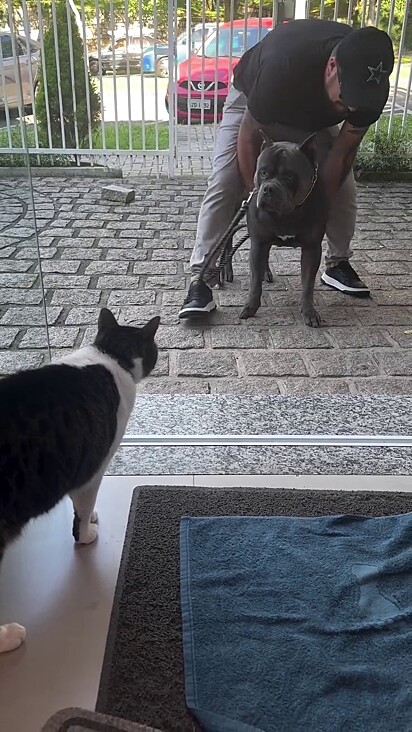 O gato parecia intimidador.