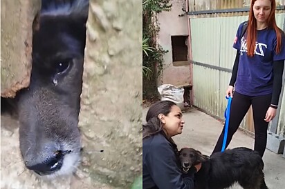 Pela primeira vez em anos, cão que espiava a vida por buraco dá um sorriso ao perceber que finalmente foi adotado 