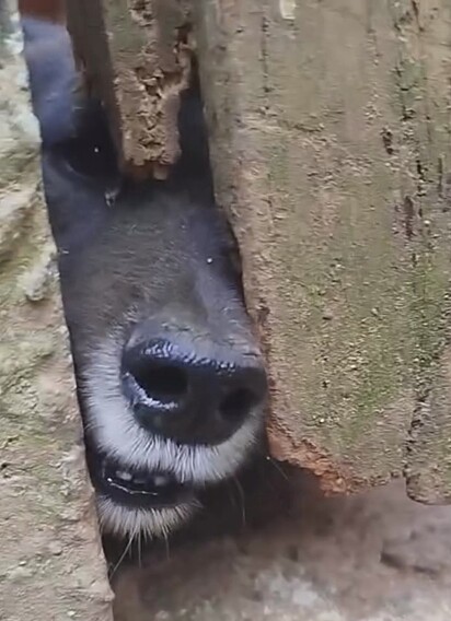 O cão Juquinha passou anos espiando por um buraco.