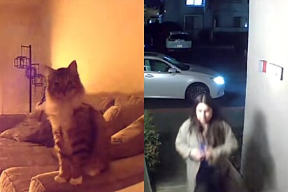 Gato aciona câmera de segurança e o que tutores veem os fazem correr para casa