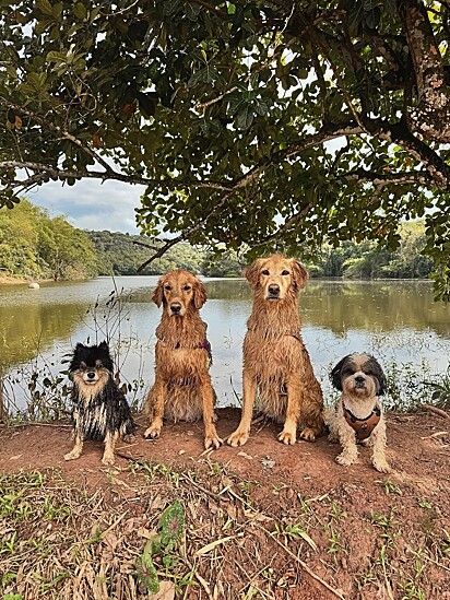 Os cães de Luan vivem uma vida cheia de amor, aventuras e liberdade.