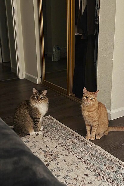Marble e Cheeto.