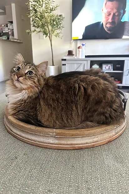 Marble, um gato marrom-acinzentado.