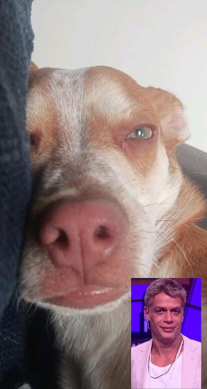 Simba se parece com o ator Fábio Assunção.