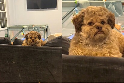 Conheça Max, cão mistura de Shih-tzu com Poodle que ficou famoso por expressão assustadoramente humana.