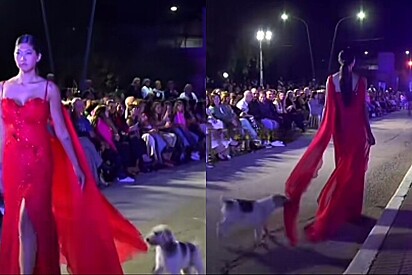 Cachorro invade desfile de moda para fazer teste de qualidade em vestido.