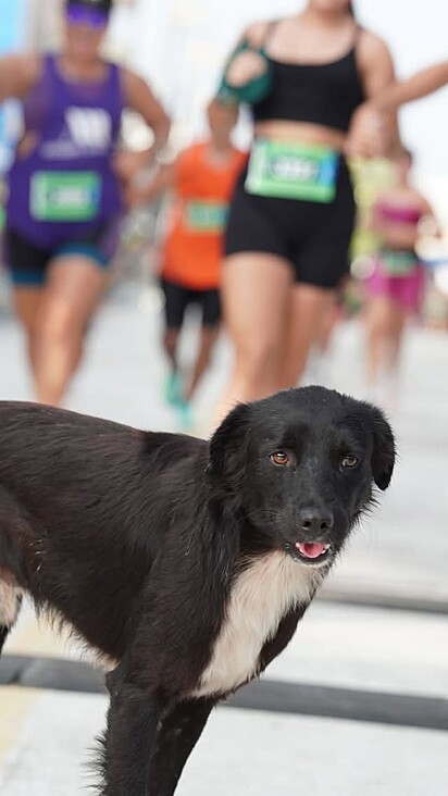 O cachorro apareceu na linha de chegada. 