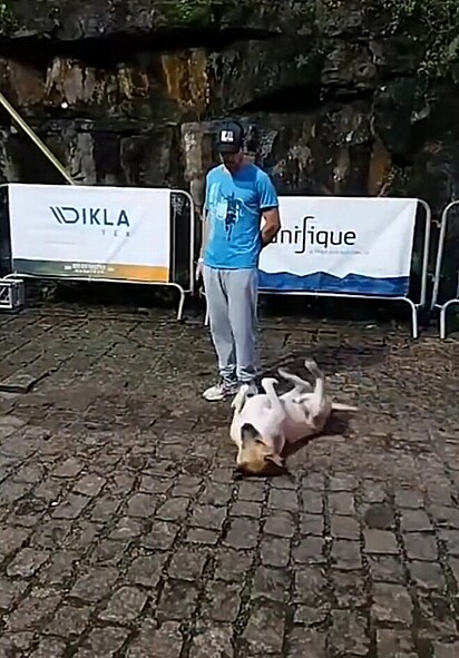 O caramelo decidiu deitar de barriga para cima, bem à frente da linha de partida. 