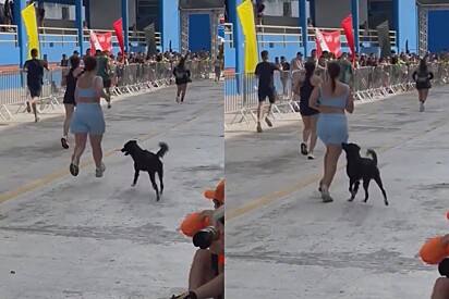 Prestes a cruzar linha de chegada, meia maratonista tem percurso interrompido por espectador de quatro patas