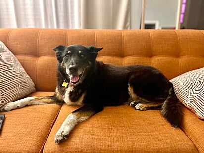 A cachorrinha Ginger foi devolvida ao abrigo porque seu antigo tutor não tinha mais condições de cuidá-la.