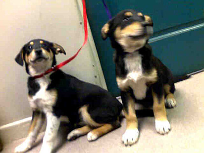 Foto em que Ginger e Dakota estão juntas.
