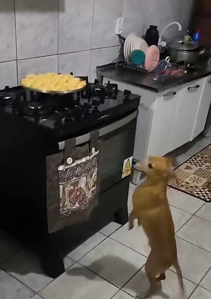 Kleytin, o caramelo, mostrando o pão de queijo.