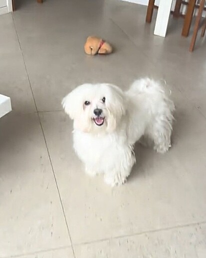 Theo, o cão, pediu para a tutora seguir ele para mostrar como ele tinha se comportado.