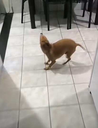 Kleytin pediu para a tutora seguir dele. 