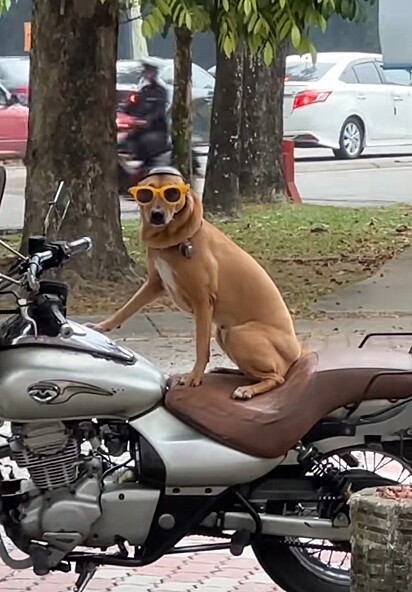 O cão vira-lata caramelo motoqueiro.