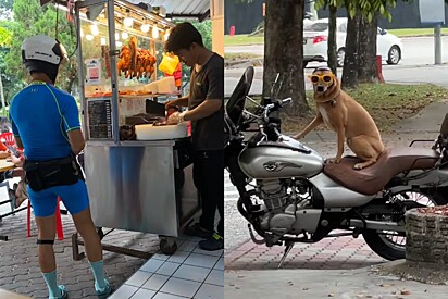 Usando óculos escuros, vira-lata caramelo espera pacientemente na moto dono terminar de comer frango com arroz