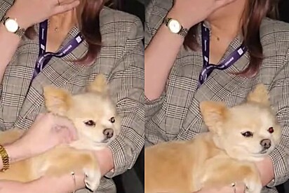 Mulher entra em carro de aplicativo e é questionava se tem medo de cachorros - eis que motorista lhe mostra uma surpresa