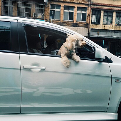 No Brasil é proibido andar com o cão solto dentro do carro.