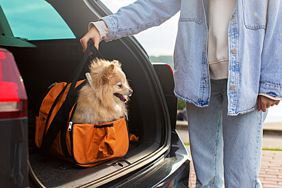 Existem muitos métodos de levar seu cão passear e deixá-lo seguro.