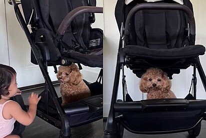 Todos os dias às 9h55, cãozinho poodle toy sabe o que acontecerá e se posiciona estrategicamente.