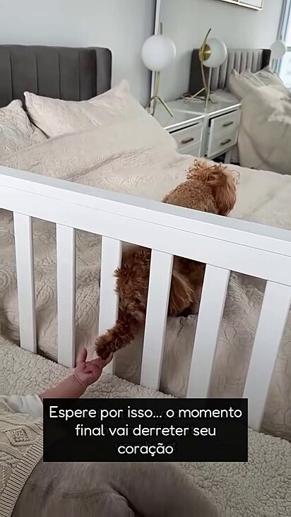 O poodle pode ser encontrado sempre com a irmã.