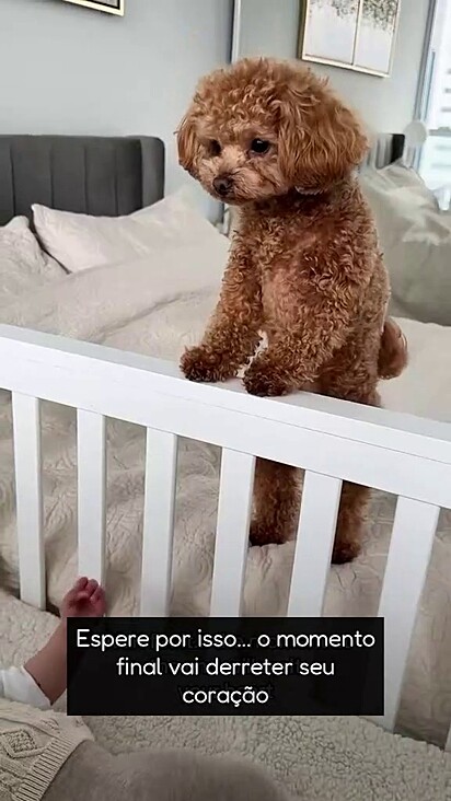 Hugo tem dois anos e é grudado com a irmã.