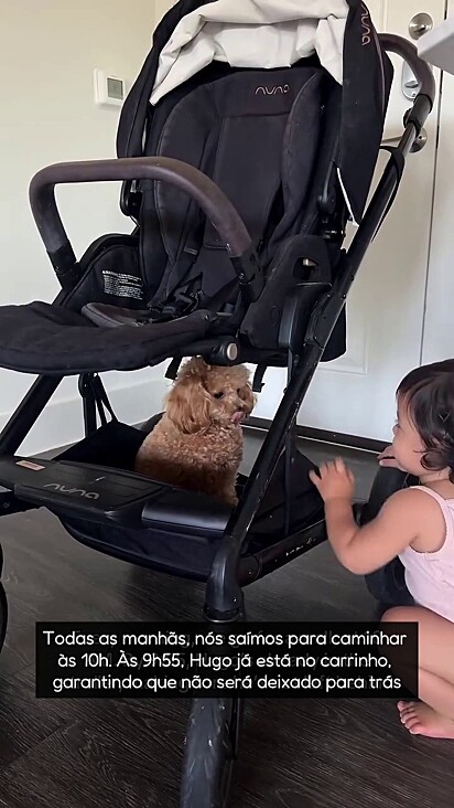 O cão sabe exatamente o horário de passear.