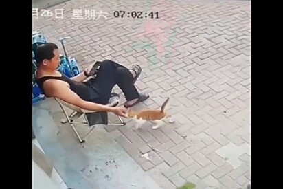 Gato laranja faz carinho para conquistar comerciante e minutos depois câmera revela qual era a sua real intenção