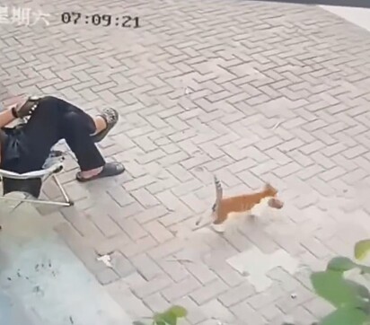 O gatinho fugindo com um alimento na boca.