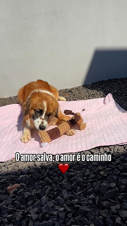 Luna é fruto do resgate da ONG Cedro Animal,
