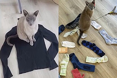 Gato aterroriza cidade por causa de vício em surrupiar roupas íntimas das pessoas: É cleptomaníaco