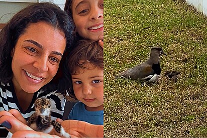 Empenhada em salvar pobre animal, família salva filhote de quero-quero e chora ao vê-lo voltar para sua mãezinha.