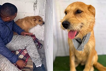 Mesmo com muitos traumas, caramelo fiapo de manga supera passado na Cracolândia e sonha ser notado em feira de adoção.