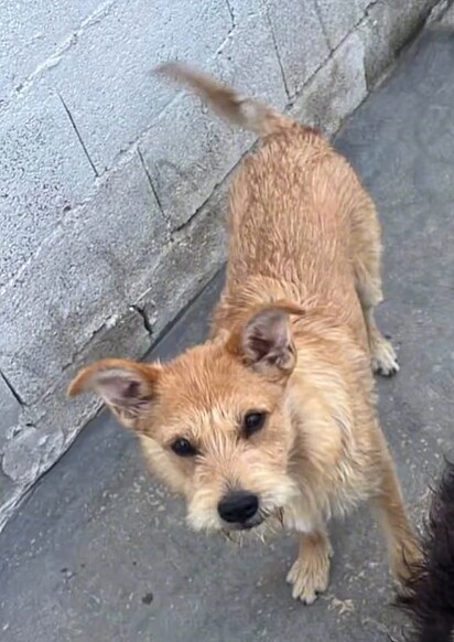 Hoje, Léo é um cachorrinho muito dócil e está em busca de sua família para sempre.