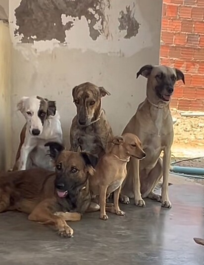 O outros cães pareciam tristes. 