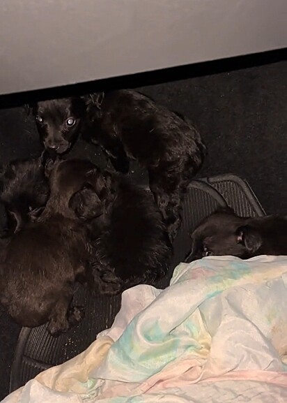 Anna resgatou os quatro cachorrinhos.